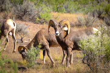 Two Bighorn Sheep Grazing in the Wild looking into the camera