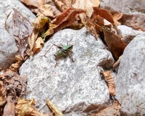 Gole di Celano, Abruzzo