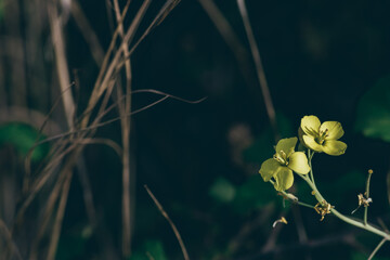 vegetazione spontanea