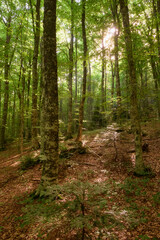 capracotta,molise,nature,landscape,trekking,mountain