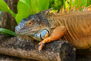 Portrait of common green iguana on the tree trunk