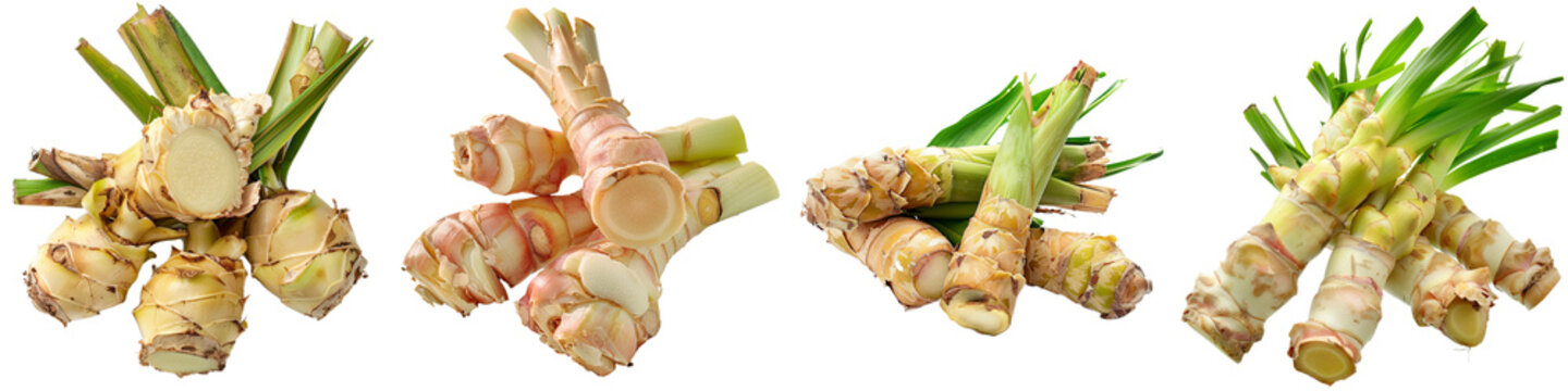 Fresh Galangal Root with Leaves Isolated on White Background, galangal, root, spice, ingredient