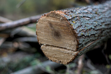 Photo of freshly chopped willow tree