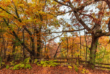 autumn in the Canadian forest