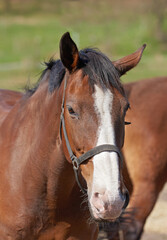 Fototapeta premium Horse, face and farm in sunshine, countryside and outdoor with mane, health and growth on field, Equine animal, portrait and chestnut pet in summer, wellness and development at ranch in Argentina
