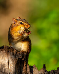 Chipmunk sitting on a tree stump eating a peanut