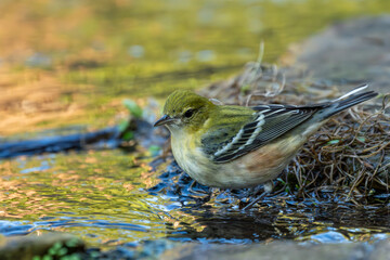 Bay-breasted warbler perched on a rock