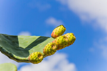 fichi d'india