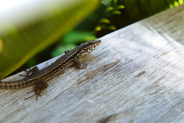Close-Up of Common Wall Lizard: Blending on a Wooden Terrace Among Trees in the South of France