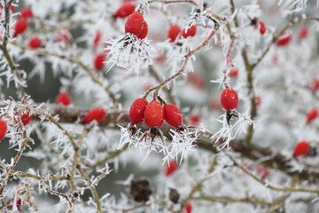 Frost and frost on plants in winter