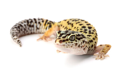 One beautiful gecko isolated on white. Exotic pet