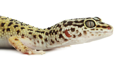 One beautiful gecko isolated on white. Exotic pet