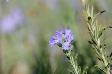 Delicate lavender blooms sway gently in the sunlight amidst a lush green landscape