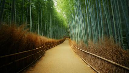 Dirt path of majestic, beautiful bamboo forest