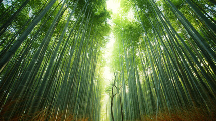 Beautiful bamboo stocks with daylight peeking through