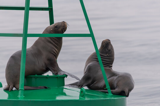 Peaceful Pair: Sea Lions on a Buoy