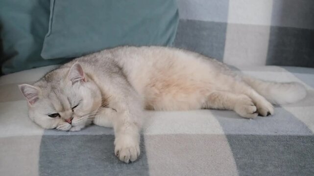 Adorable cat sleeping peacefully on a cozy checkered blanket
