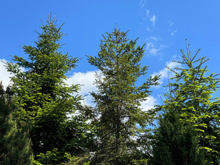 Fototapeta premium Fir trees in coniferous forest