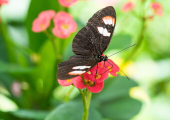 Fototapeta premium butterfly on flower
