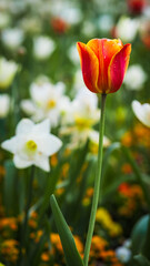 Nahaufnahme von Blumen