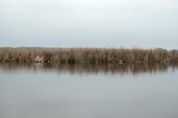Cattails and reeds on river at autumn