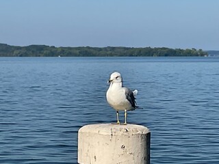 The bird standing