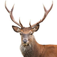 Deer with antlers isolated on white background, cutout
