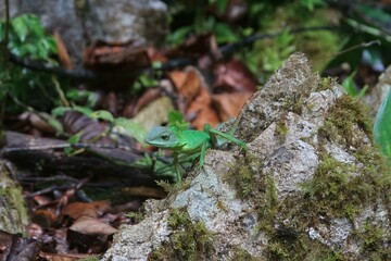 Green Crested Lizard, Borneo