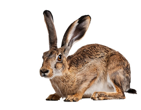 European hare isolated on white background, cutout 