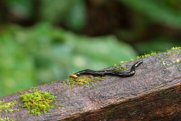 Hammerhead Worm, Mulu, Borneo