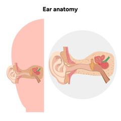 Inner Ear structure and function anatomy. Human ear vestibular system