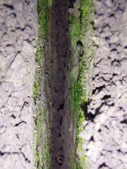 Moss in the earth's crack