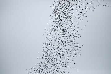 Wrinkle lipped free tailed bat exodus