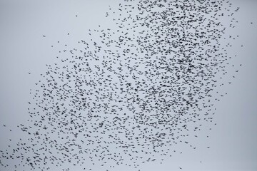 Wrinkle lipped free tailed bat exodus