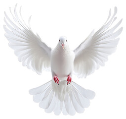 Obraz premium PNG A white dove flying animal bird graceful.