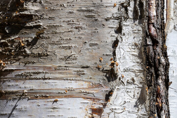 The birch bark texture or background. Macro shot is made by means of stacking technology trunk....