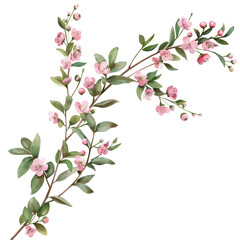 Watercolor vector of cherry blossom, isolated on a white background, and cherry blossom vector