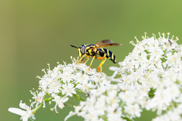 Macro closeup of Spotted Wespawn, Chrysotoxum festivum, black abdomen with transverse yellow stripes foraging on white flower Common Hogweed, Heracleum sphondylium against hazy background