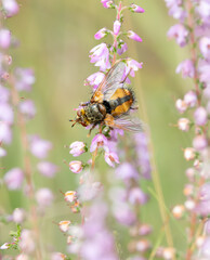 Close up of a Black Compost Fly, Tachina fera, on flowering Heather, Calluna vulgaris, against a blurred background