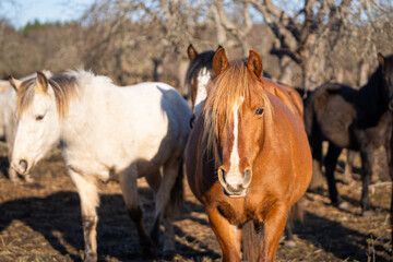 Estonian native horses (Estonian Klepper) in the apple orchard. Horses in apple orchard. Chestnut horse with withe blaze in the foreground. 