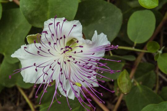 fiore di cappero