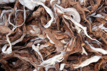 Close up of feather. Goat wool. Clipped goat hair. Raw mohair.