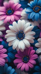 Fototapeta premium Colorful daisies in various shades arranged beautifully in a vibrant display