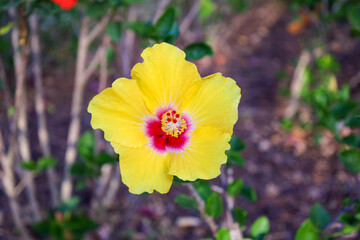 Obraz premium flower