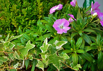 bluszcz i niecierpek, Hedera helix, Impatiens hawkeri, ivy and impatiens