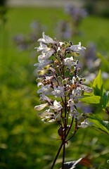 Penstemon naparstnicowaty, Penstemon digitalis, White flowers of Penstemon digitalis in the garden,  foxglove beardtongue, foxglove beardtongue, talus slope penstemon, white beardtongue, white trumpet