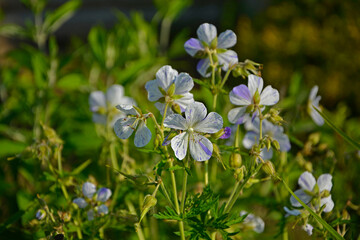 Obraz premium Bodziszek łąkowy Splish Splash, Geranium pratense, bodziszek, Meadow cranesbill Splish Splash flower