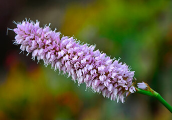 Rdest wężownik na rozmytym tle, różowy rdest, Bistorta officinalis, Persicaria bistorta, bistort, common bistort, European bistort, meadow bistort © kateej