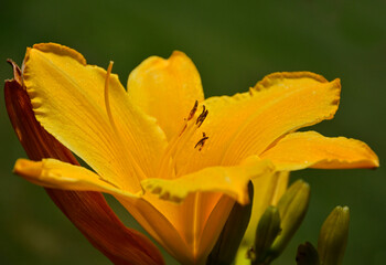 żółty liliowiec (Hemerocallis Dumortieri), daylily, day lily, ditch-lily  © kateej
