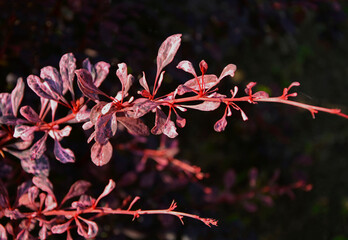 Berberys Thunberga Harlequin, Berberis thunbergii , pęd berberysu z pstrymi liścmi, czerwone liście berberysu, Berberis thunbergii Harlequin © kateej